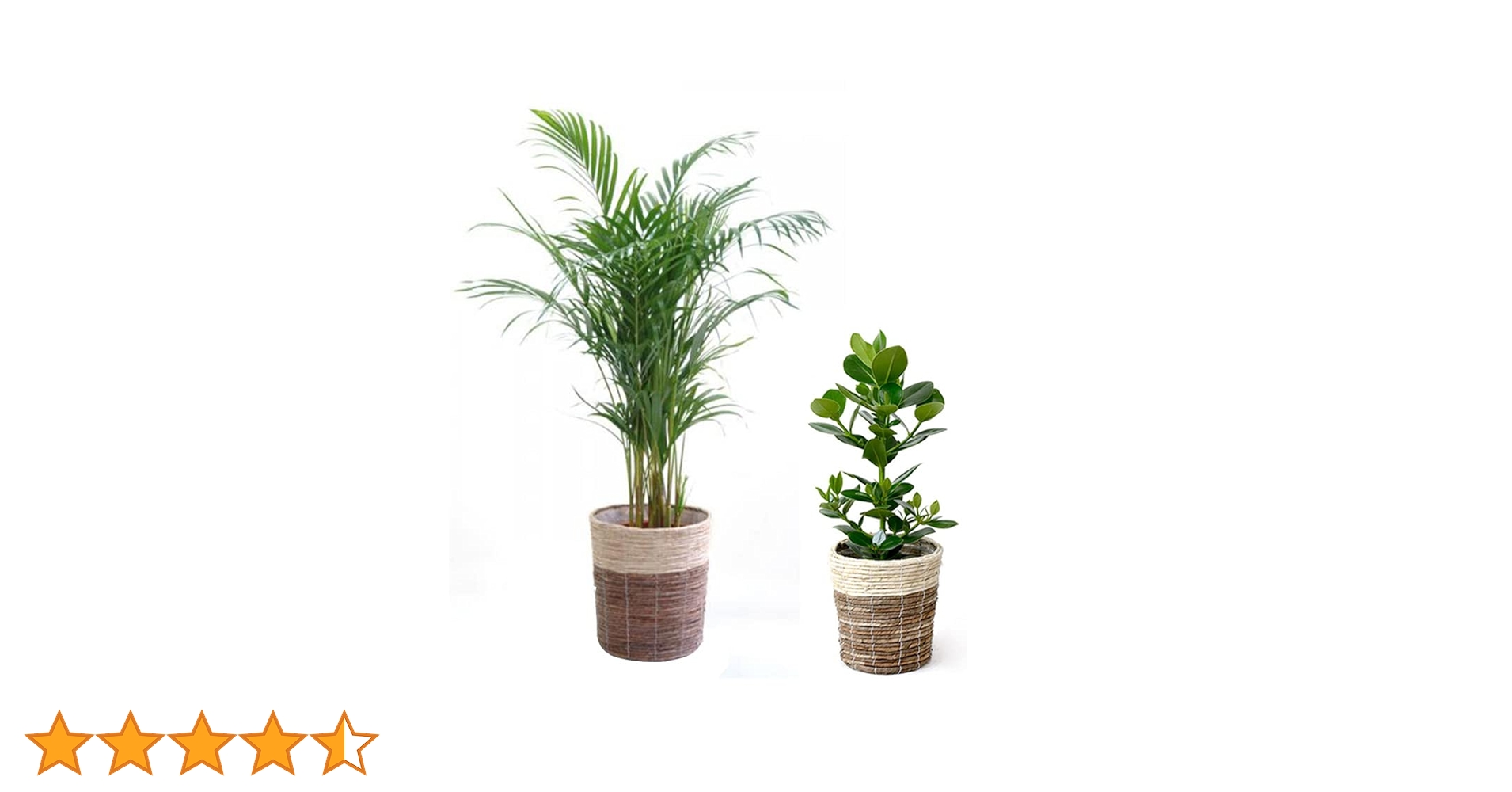 アレカヤシ観葉植物 約200cm 白鉢付き アレカヤシ観葉植物 約200cm 白鉢付き